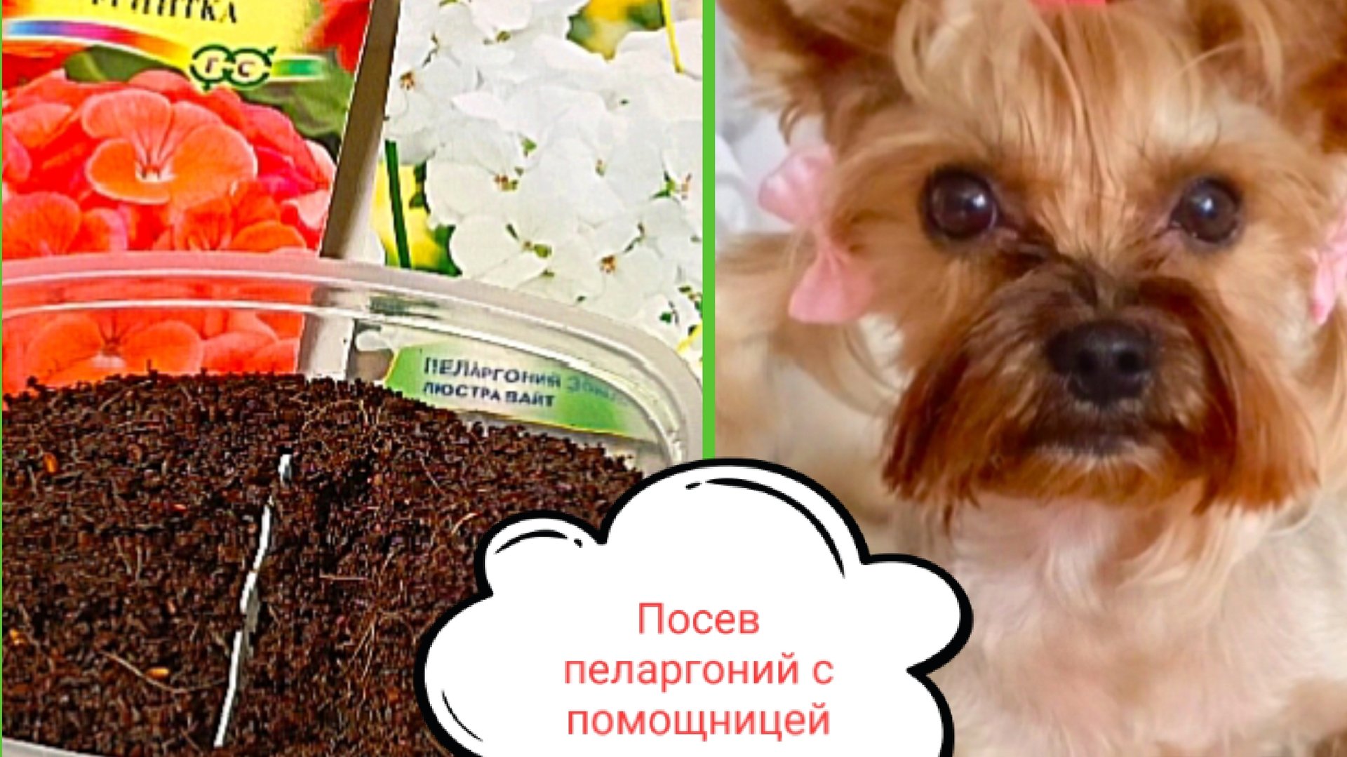 Посев, всходы пеларгоний смотреть онлайн