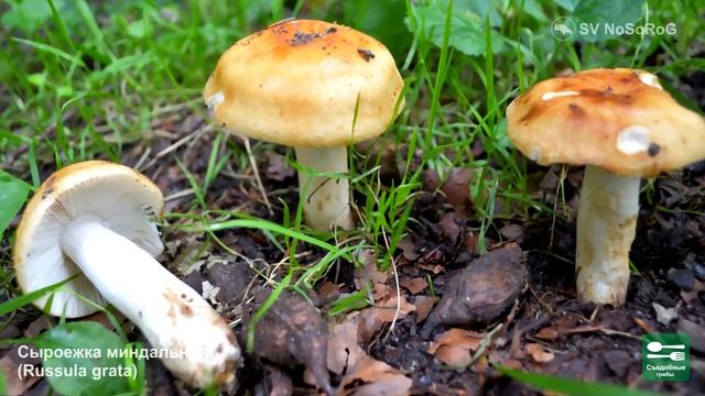 ГРИБЫ СЫРОЕЖКИ ВСЕ ВИДЫ смотреть онлайн