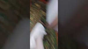 «дикаяЛюбовь«лошади шляйх серия 1