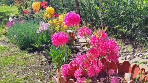 Азалии в саду. Типичные ошибки при их выращивании.