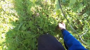 Разведкой в лес по старым картам. Металлокоп