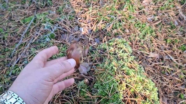 Грибы в ноябре 2025. Подзеленка, зелёнка, польский. смотреть онлайн