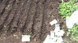 Прямой посев томатов в грунт. Рассказываю и показываю, как я это делаю.