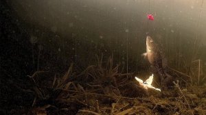 Когда сильно хочется, то и ротан - рыба.