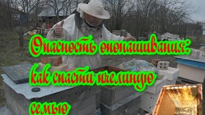 Опасность опонашивания: как спасти пчелиную семью