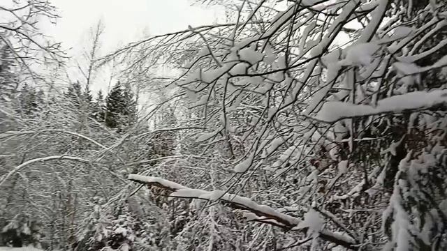 #ах этот зимний лес#с наступающим новым годом всех смотреть онлайн