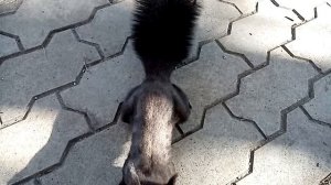 Нахальная белка