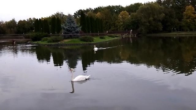 Лебединая прогулка и утки