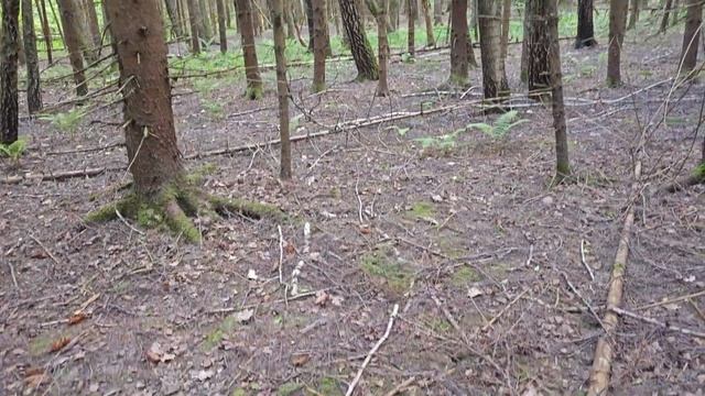 Грибы на стыке весны и лета смотреть онлайн