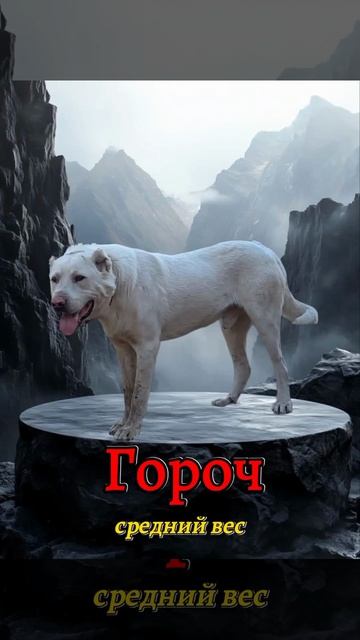 взрослая категории