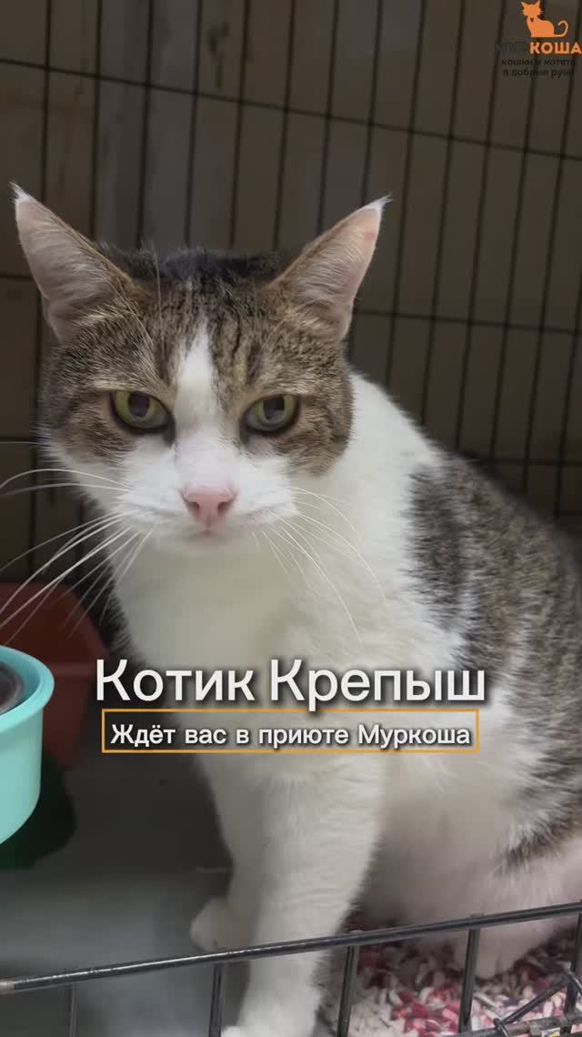 Крепыш ждёт вас в приюте #Муркоша смотреть онлайн