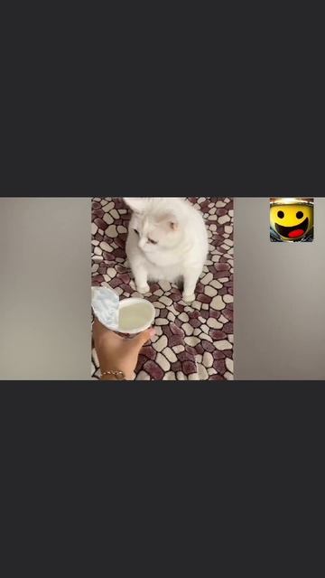 Забавные животные #3 смотреть онлайн