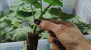 Как укоренить пеларгонию быстро. Корни щеткой на 7 день.