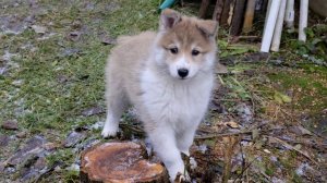 Щенок Ч-Дайка