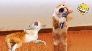 СМЕШНО ДО СЛЕЗ 😹😍 СМЕШНЫЕ КОТЫ, ЛУЧШИЕ ПРИКОЛЫ С КОТАМИ, КОШКИ, ЗАБАВНЫЕ ЖИВОТНЫЕ 🥰
