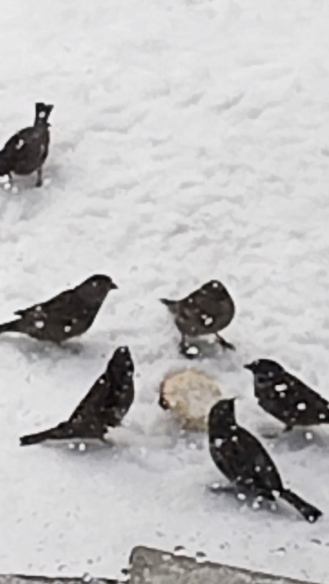 Пока Мишка спит, гости пируют! Крепок предновогодний сон! 😁 25-12-2025 Часть 1. смотреть онлайн