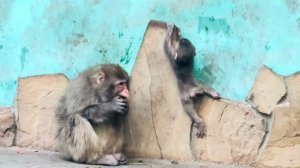 Выживший малыш ТАКОЙ МИЛЫЙ, а у Люси в вольере перераспределение ролей, теперь она ГЛАВНАЯ)))