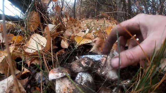 Тополиная рядовка! Грибы осенью! смотреть онлайн