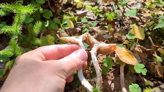 Опёнок северный (Armillaria borealis). Как выглядит гриб на мест смотреть онлайн