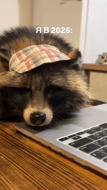 Но ее надо придерживаться! #енотовиднаясобака #лиса #енот #собака #дикиепитомцы #леснойзверь