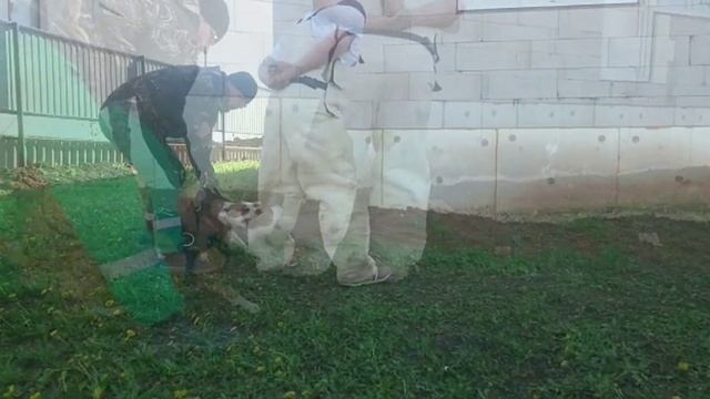 Как научить собаку защите?