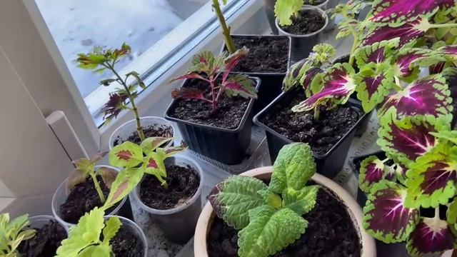 Колеусы зимуют в квартире смотреть онлайн