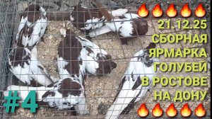 🔥🔥🔥 21.12.25 Птичий рынок в Ростове на Дону. Сборная ярмарка голубей. Часть 4. Pigeons Fair.