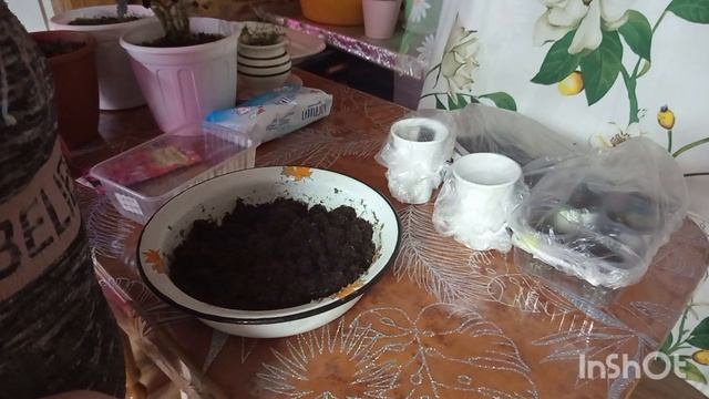 25-12-2025. Жизнь в деревне Завакумировала солёное сало.Посадила черенки. смотреть онлайн