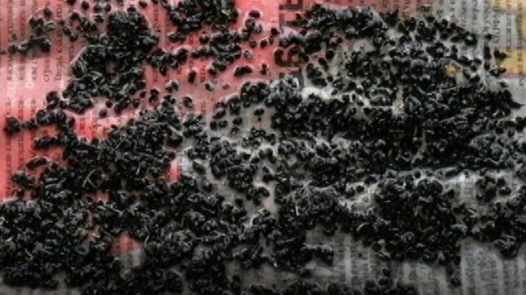 Как вырастить семена лука чернушку смотреть онлайн