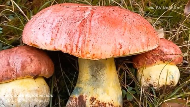 Боровик королевский (Butyriboletus regius) смотреть онлайн