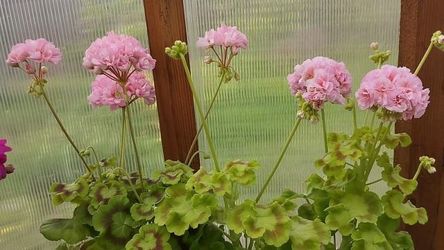 Блиц-обзор сорта пеларгонии Golden Choice. Желтолистный лососево-розовый красавчик! смотреть онлайн