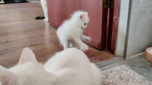 Мама-кошка и её любимый котёнок Микки.