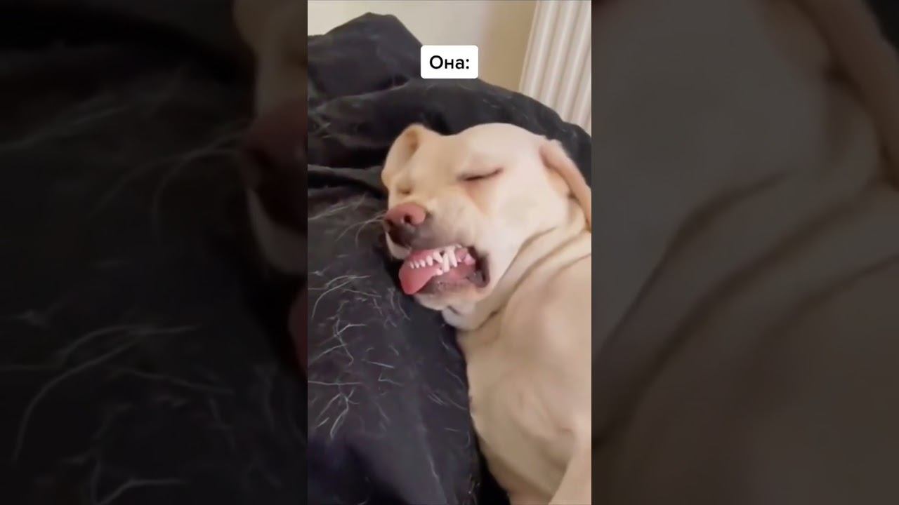 Любуюсь красавицей #Fakesituation #lol #shorts #семья смотреть онлайн