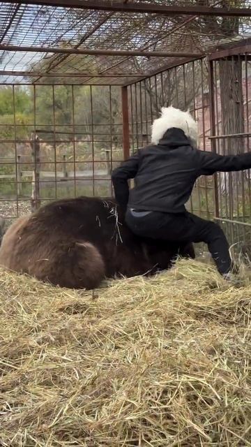 Обычный день дагестанца смотреть онлайн