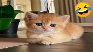 Приколы с котами! С ОЗВУЧКОЙ! Смешные коты и кошки! Самые смешные животные! ДО СЛЕЗ!