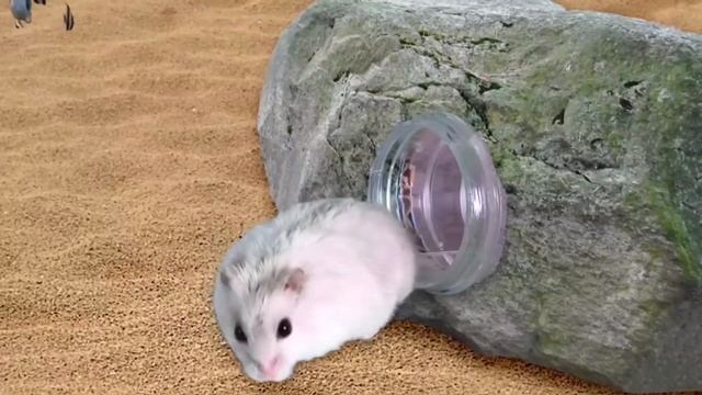 🐹Хомяк проходит препятствия 🐹 приключения хомяка