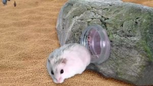 🐹Хомяк проходит препятствия 🐹 приключения хомяка