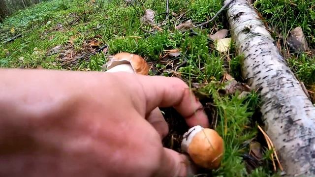 Грибник НЕ ОЖИДАЛ что в ЭТОМ лесу МНОГО БЕЛЫХ ГРИБОВ! Т смотреть онлайн