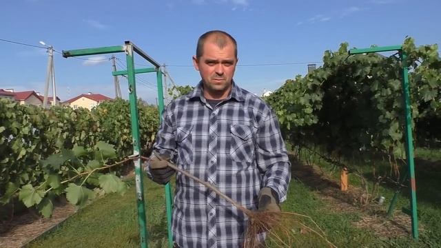Виноград .Как посадить саженец с длинным черенком.(1)