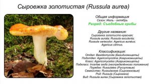 СЫРОЕЖКИ СЪЕДОБНЫЕ И ЯДОВИТЫЕ ВИДЫ