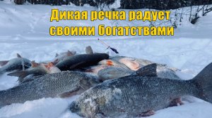 Дикая речка радует своими богатствами. Рыбалка - мечта рыбака часть 4. Зимняя рыбалка 2021.