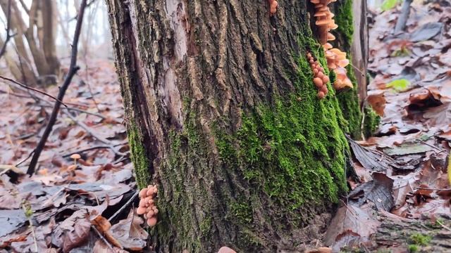 Сезон зимней грибалки открыт. 30.11.25. Минский р-н.#грибы # смотреть онлайн