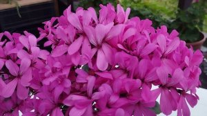 Блиц-обзор сорта пеларгонии Ирида Танец Мотыльков. Сорт нашей селекции - наша гордость!