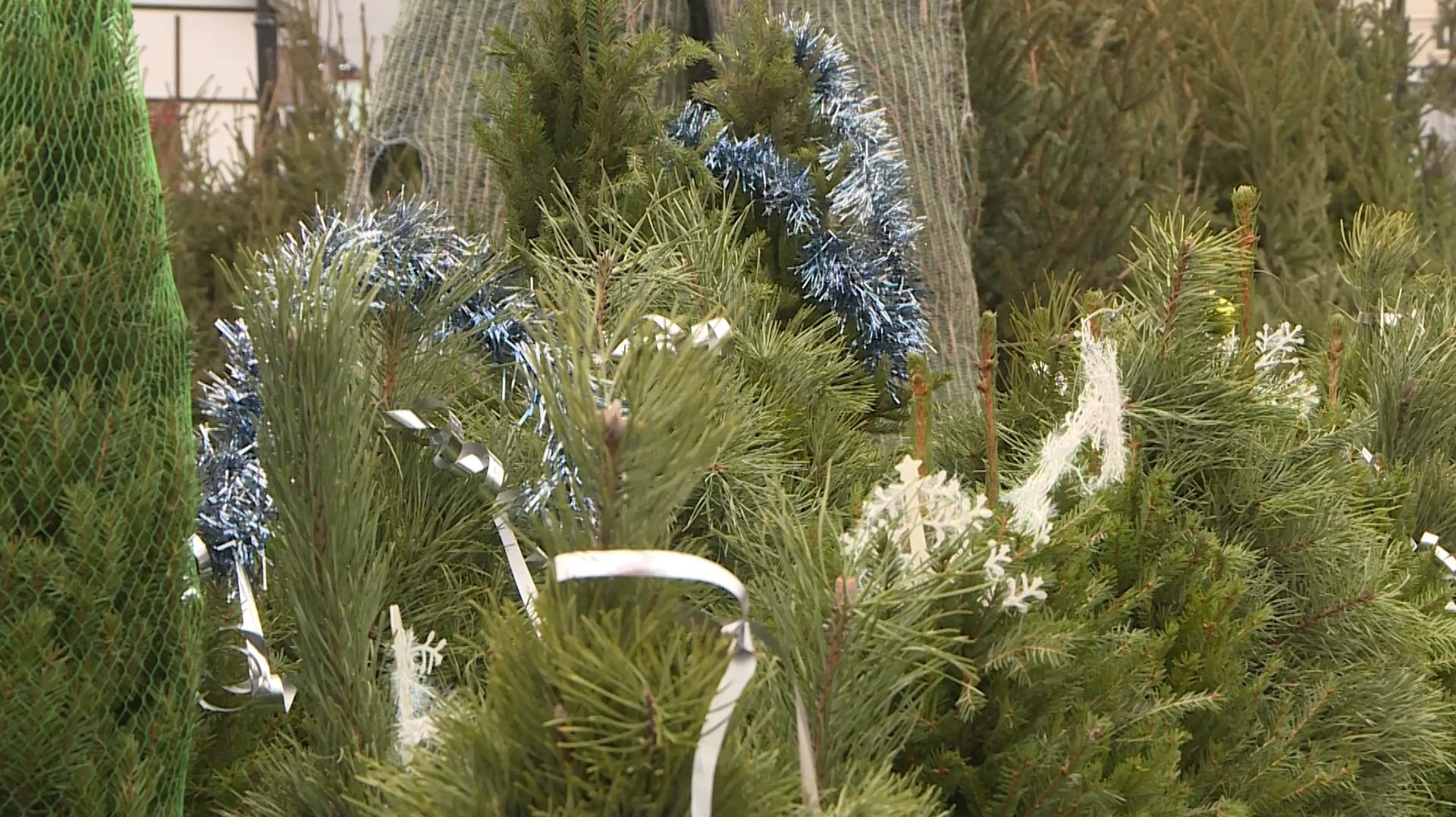 В регионе усилили контроль за незаконной вырубкой елок смотреть онлайн