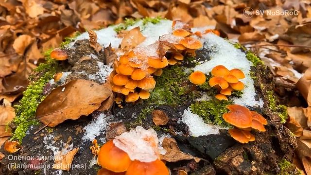 САМЫЕ ПОПУЛЯРНЫЕ ОПЯТА ЗИМОЙ, СОКРОВИЩЕ ЗИМНЕГО ЛЕСА смотреть онлайн