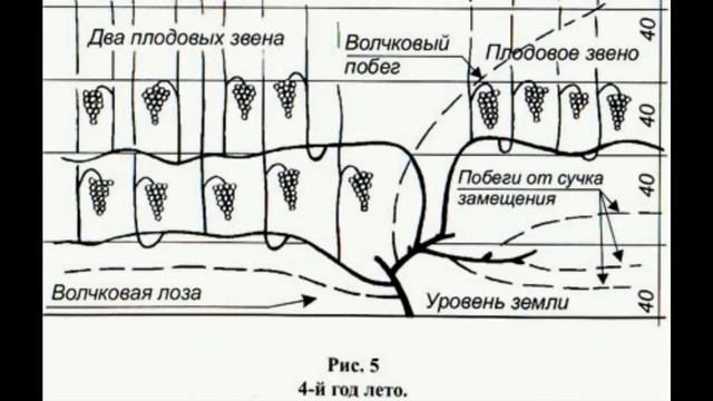 Виноград Алиберне. Технический , винный сорт. Агротехн смотреть онлайн
