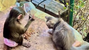 Ни себе, ни Моне! Анфиса делит еду по справедливости)))