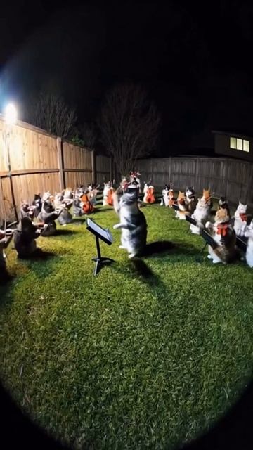 дирижёр наш дирижёр.... смотреть онлайн