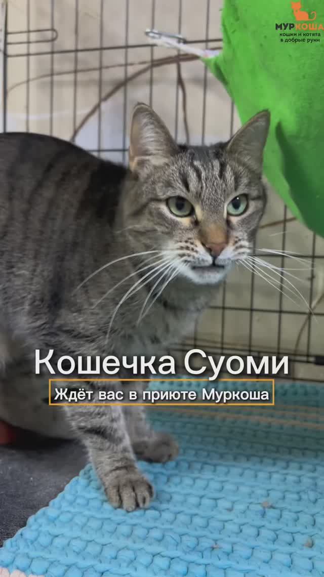 Суоми ждёт вас в приюте #Муркоша смотреть онлайн