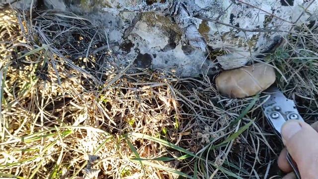 Лиловоногая рядовка или синеножка, сбор грибов в Крым? смотреть онлайн